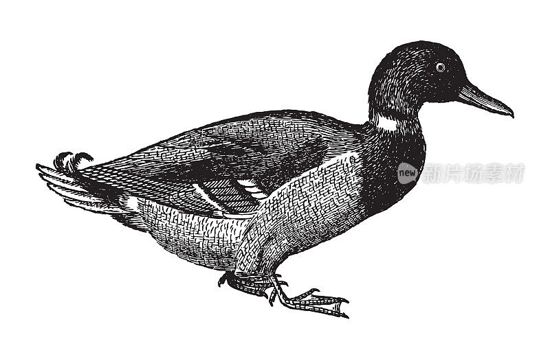 野鸭或野鸭(Anas platyrhynchos) -老式雕刻插图